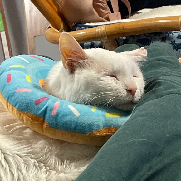 Meet your Posher, Shannon - Picture 1 of 1